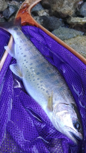 ヤマメの釣果