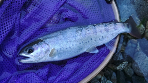 ヤマメの釣果