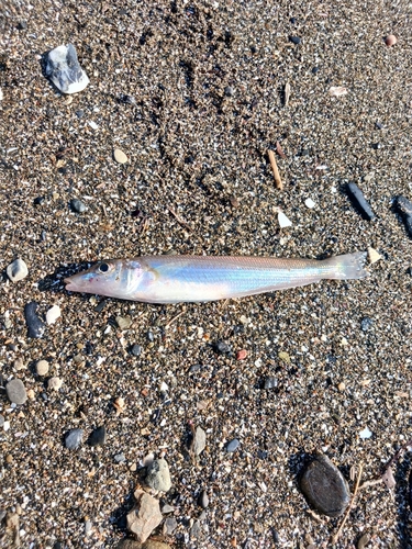 キスの釣果