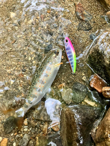 アマゴの釣果