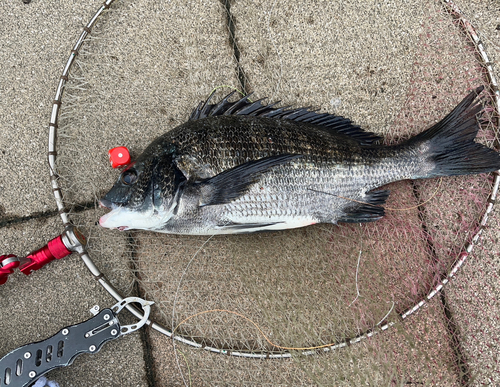 クロダイの釣果