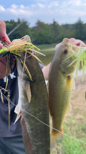 ナマズの釣果