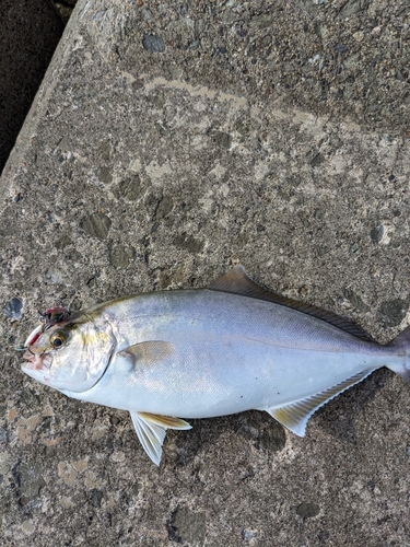 ショゴの釣果