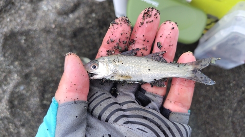 ツバメコノシロの釣果