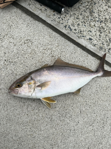 カンパチの釣果