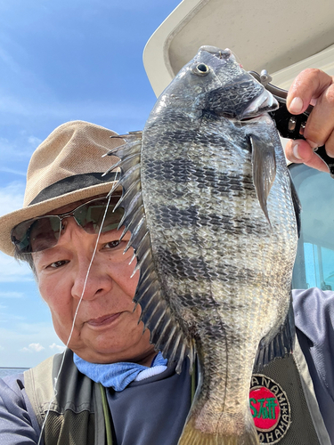 クロダイの釣果