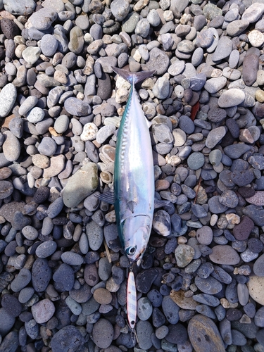 マルソウダの釣果