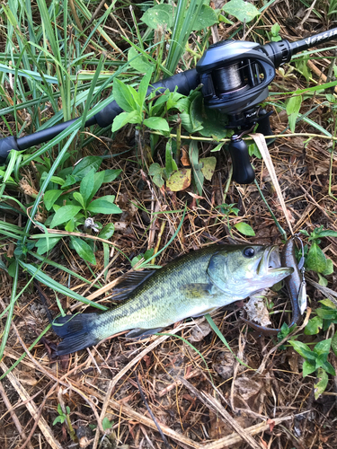 ブラックバスの釣果