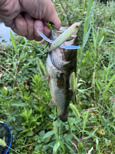 ラージマウスバスの釣果