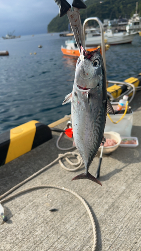 ソウダガツオの釣果