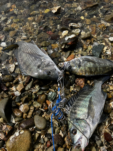 クロダイの釣果