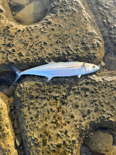 サワラの釣果