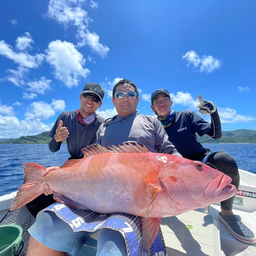 コクハンアラの釣果