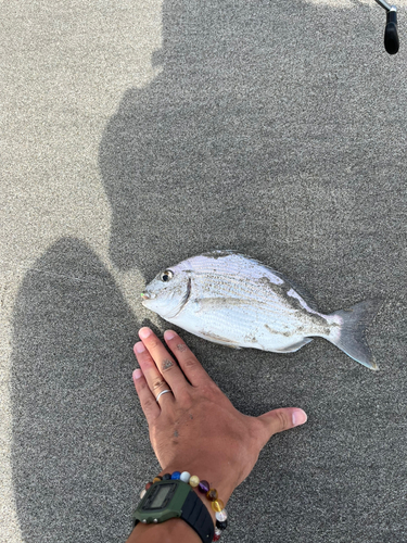 ヘダイの釣果