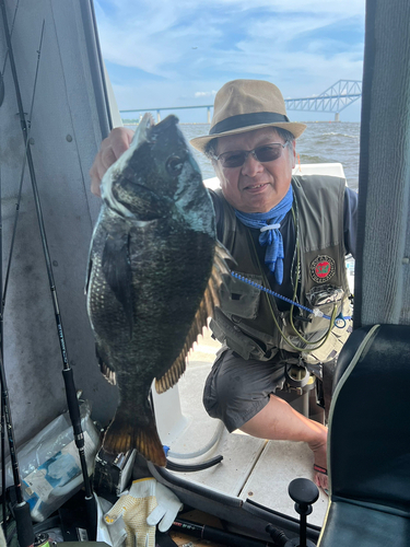 クロダイの釣果