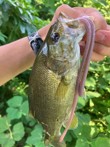 スモールマウスバスの釣果