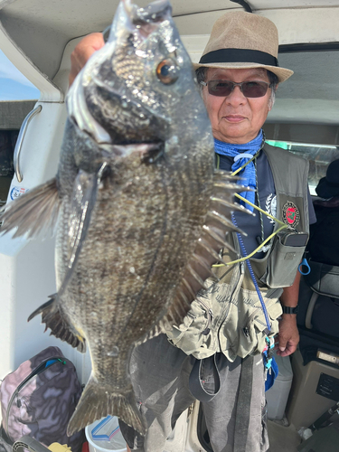 クロダイの釣果