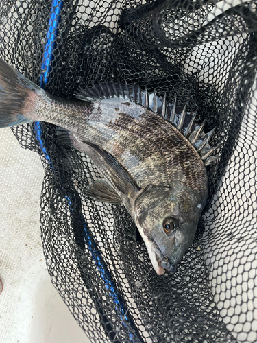 クロダイの釣果