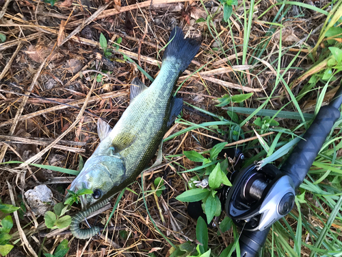 ブラックバスの釣果