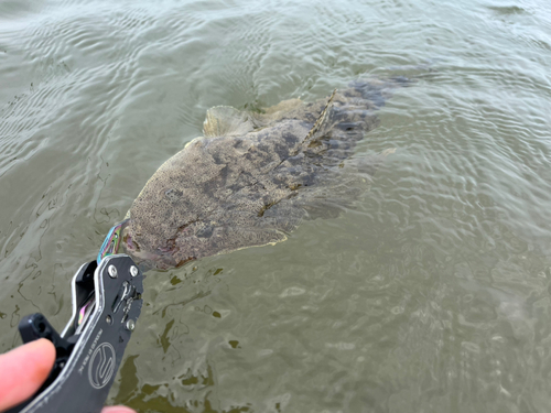 マゴチの釣果