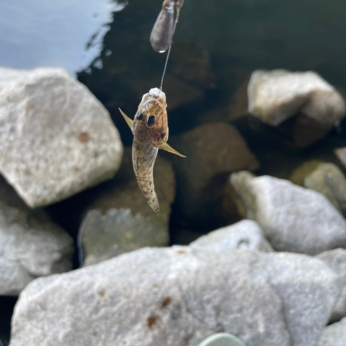 ハゼの釣果