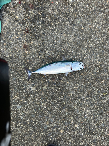 ソウダガツオの釣果