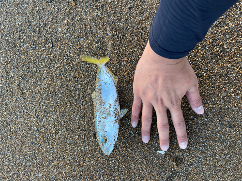 ショゴの釣果