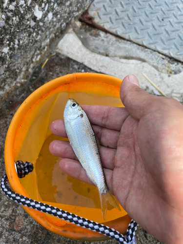 サッパの釣果