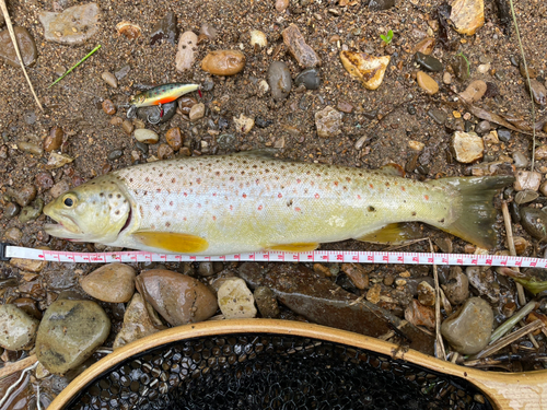 ブラウントラウトの釣果