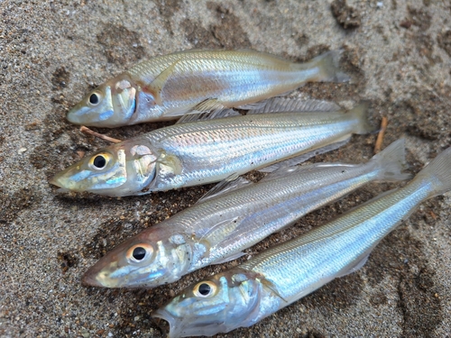 キスの釣果