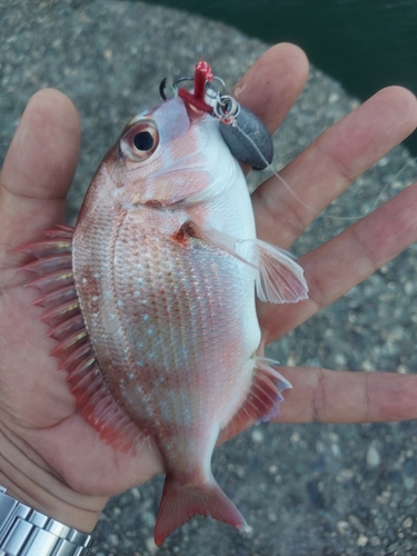 チャリコの釣果