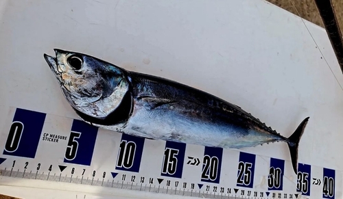 マルソウダの釣果