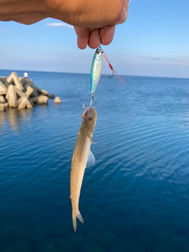 エソの釣果