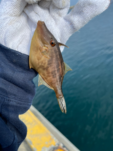 カワハギの釣果