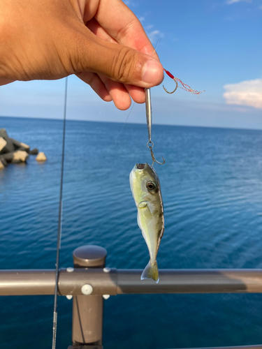 シロサバフグの釣果