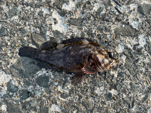 ムラソイの釣果