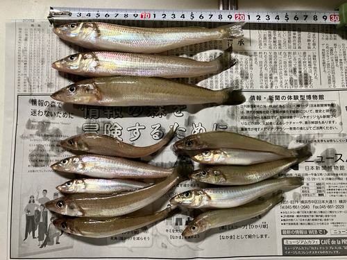 キスの釣果