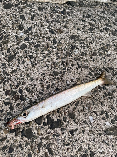 タイワンカマスの釣果