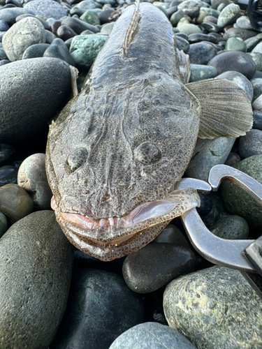 コチの釣果