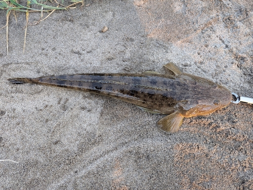 マゴチの釣果