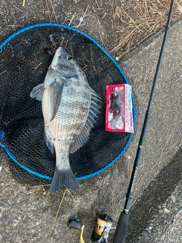 クロダイの釣果