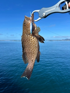 オオモンハタの釣果