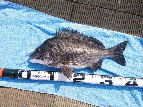 クロダイの釣果