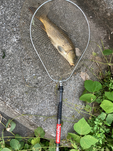 コイの釣果