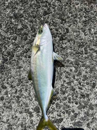 ツバスの釣果