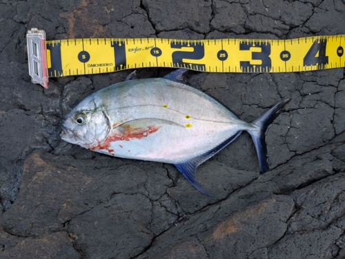 ナンヨウカイワリの釣果