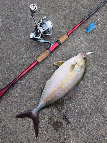 ショッコの釣果