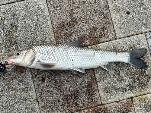 ニゴイの釣果