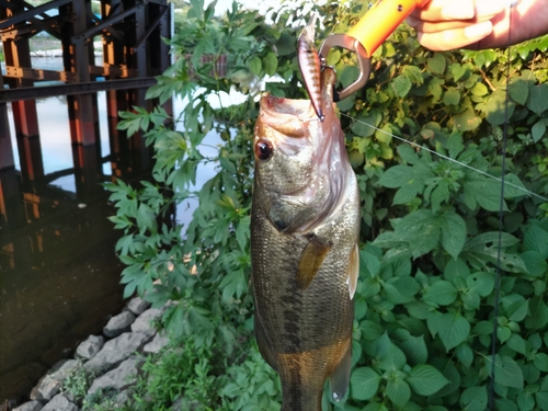 ブラックバスの釣果