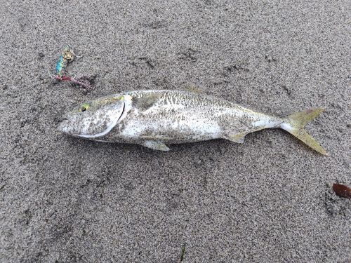 ワカシの釣果